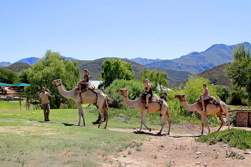 Camel rides - Wilgewandel Holiday Farm Oudtshoorn