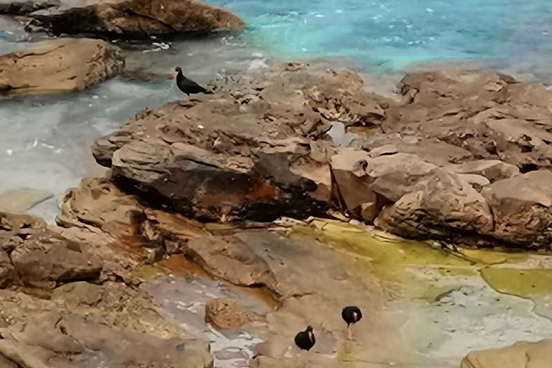 Some times the African Black Oystercatcher can be spotted