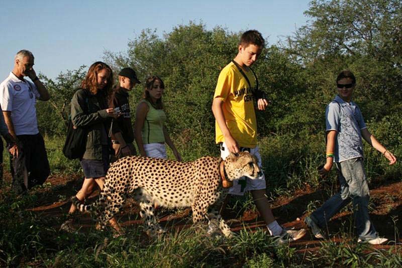 Bush walks or walks with habituated free roaming cheetah