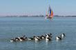 Vaal Delta pace: rush-hour, clear waters run @ our property!