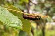 nature, caterpillar 