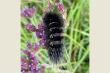 Nature, hairy caterpillar
