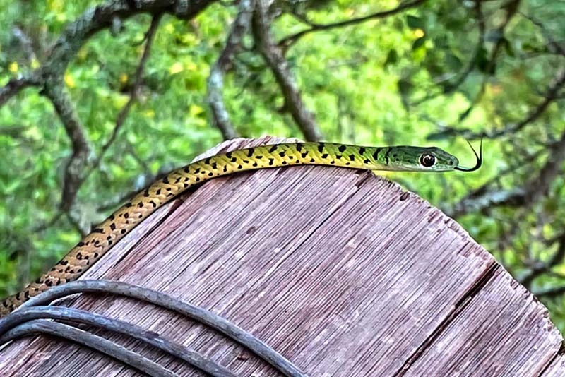 Nature, Spotted bush snake