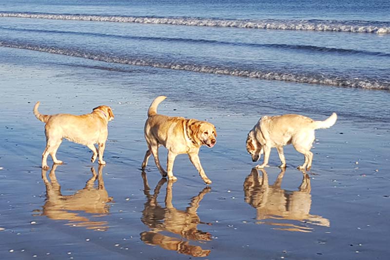 Pet friendly - The Lazy Daisy self catering in St Helena Bay