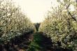 Springtime Pear Orchard in blossom