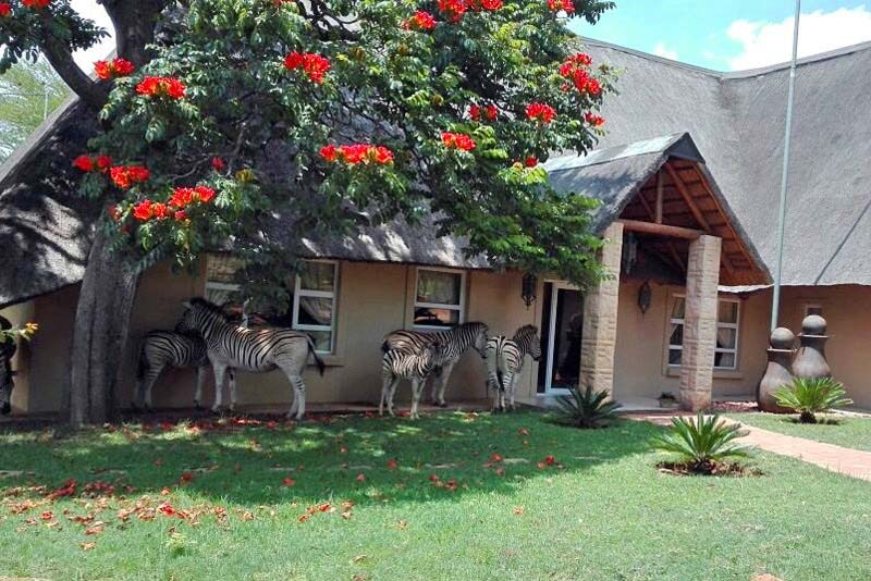 Zebras in shade of the lodge