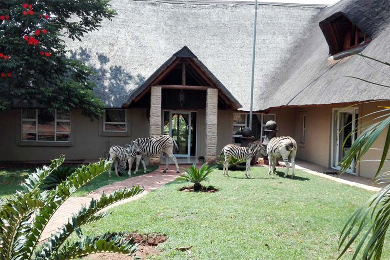 Zebras in front of lodge