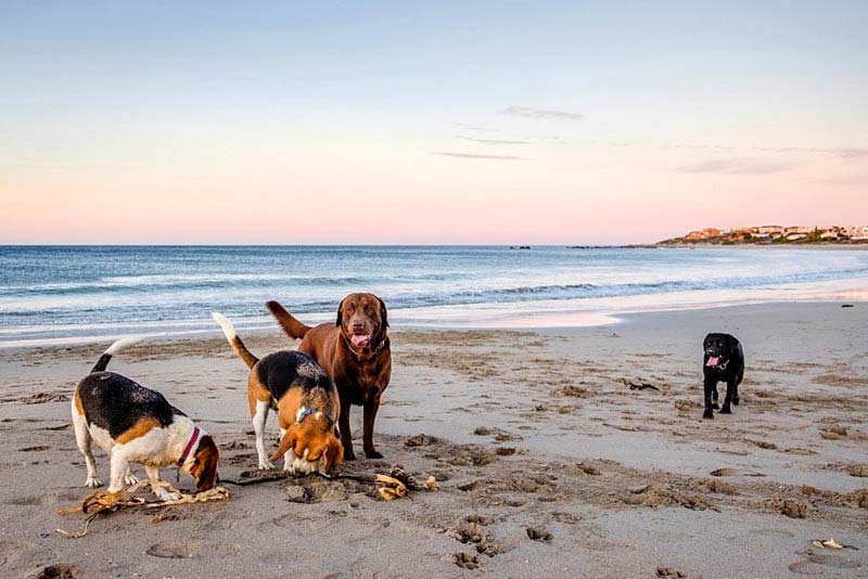 Pets playing on beach