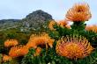 Enjoy the wonderful fynbos on your walks and hikes