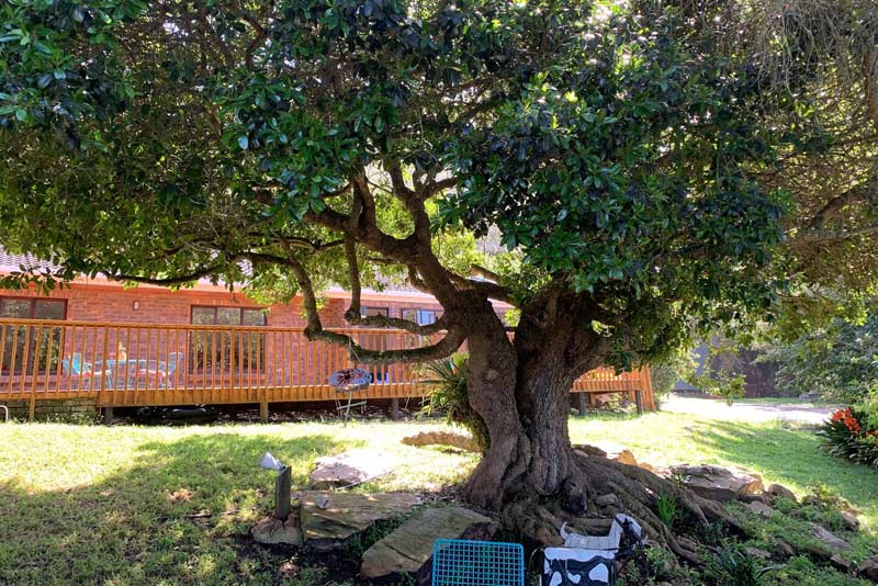Milkwood tree and wooden deck